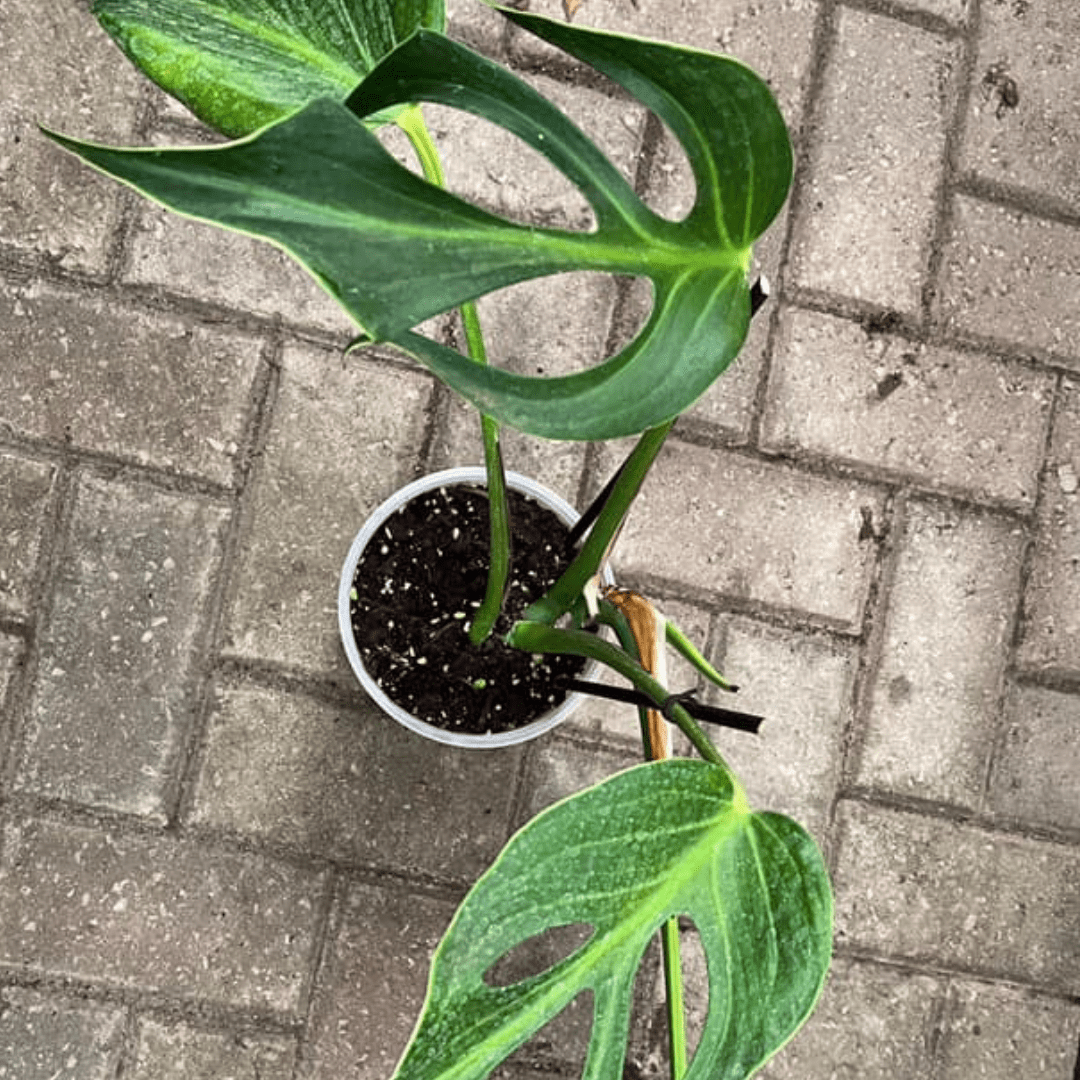 Epipremnum pinnatum yellow flame var - Mother of indoor