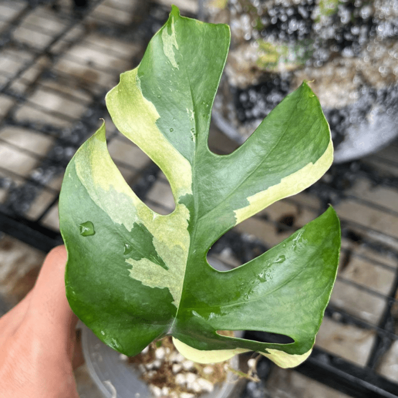 Monstera Ginny Plant Care Guide - Monstera Plant Resource