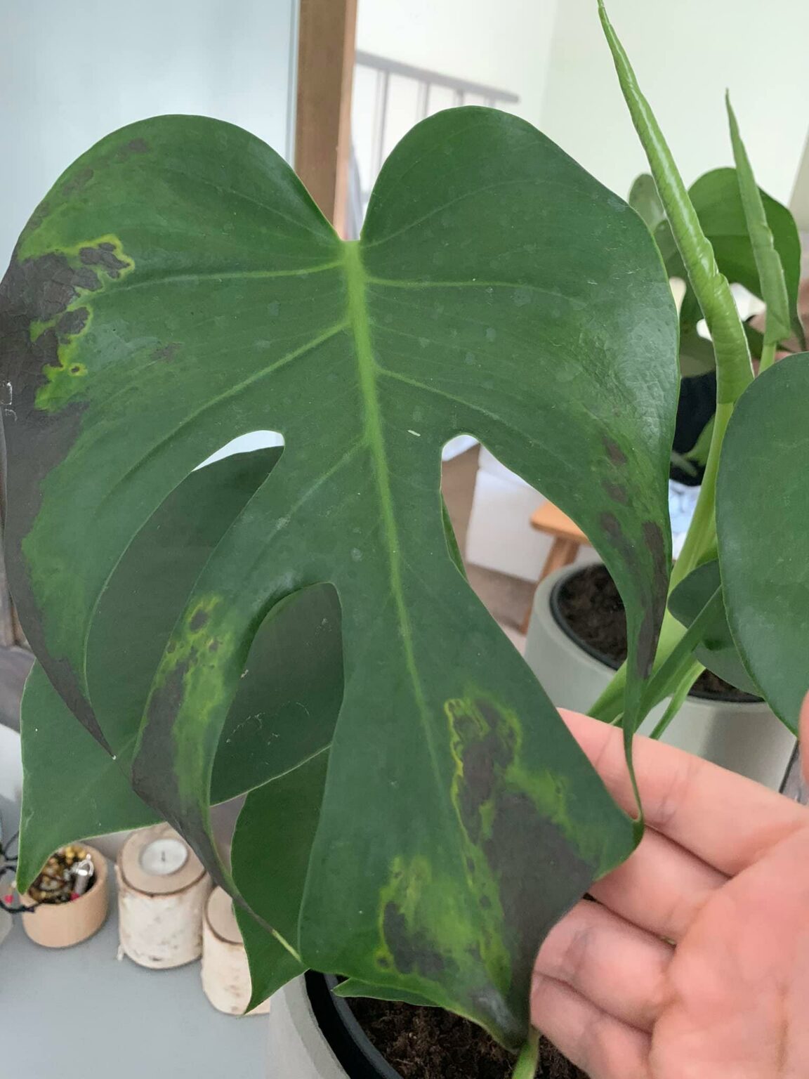 Causes of Monstera Leaves Turning Black & How To Fix