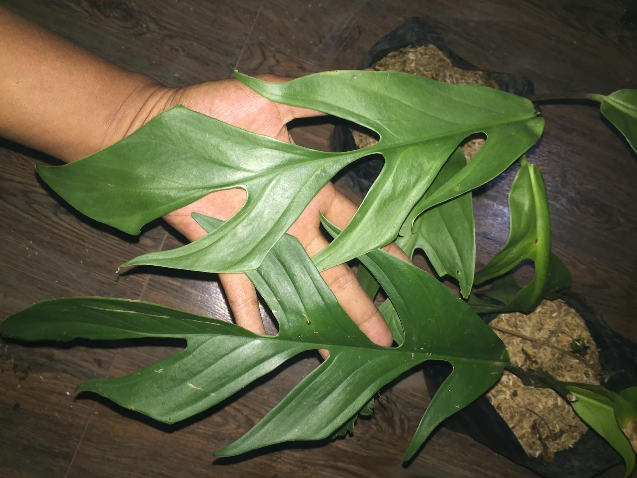 Monstera Spruceana Care & Growing Guide