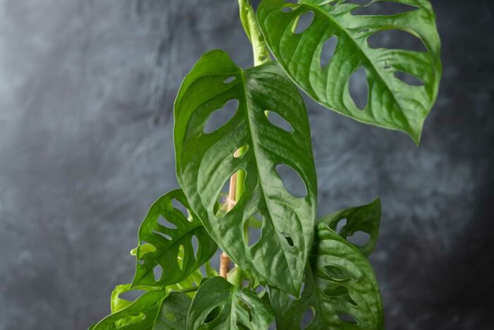 Monstera Varieties & Monstera Plant Resource Center