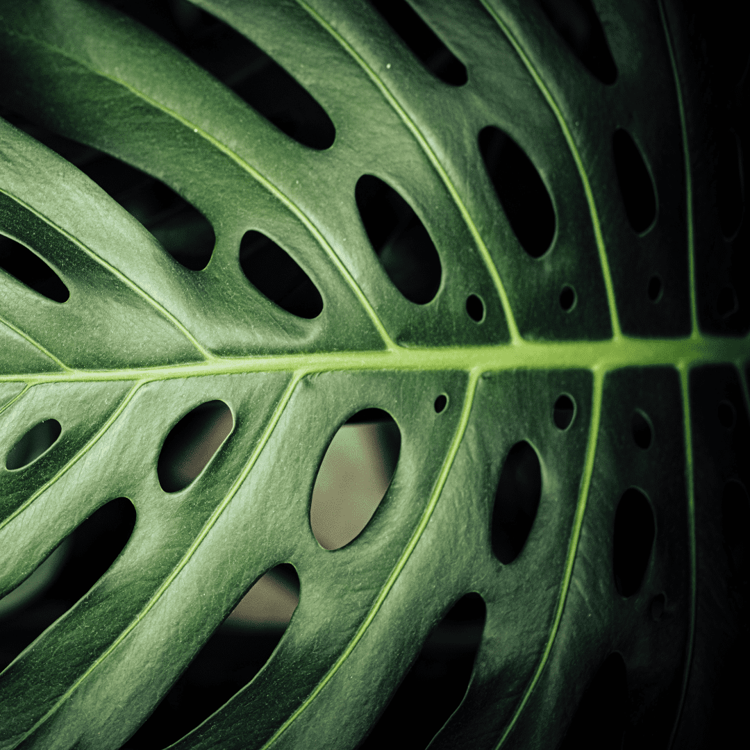 Monstera Double and Triple Fenestration