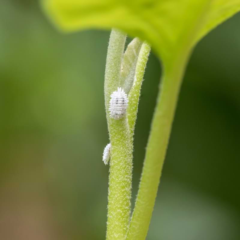 Fortunately, there are effective ways to get rid of mealy bugs on monsteras and tips to prevent their return.