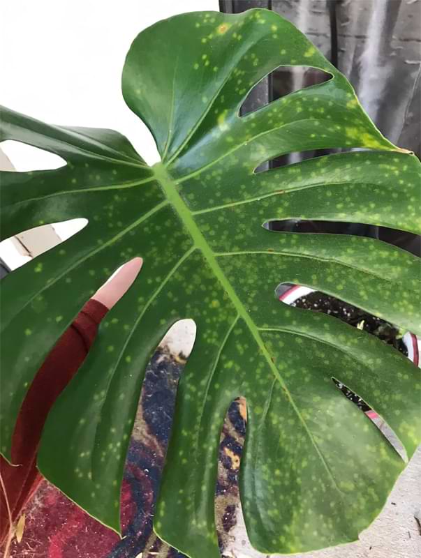 Rust fungus on Monstera plants is a common problem. This fungus can cause discoloration of leaves and halting of growth.