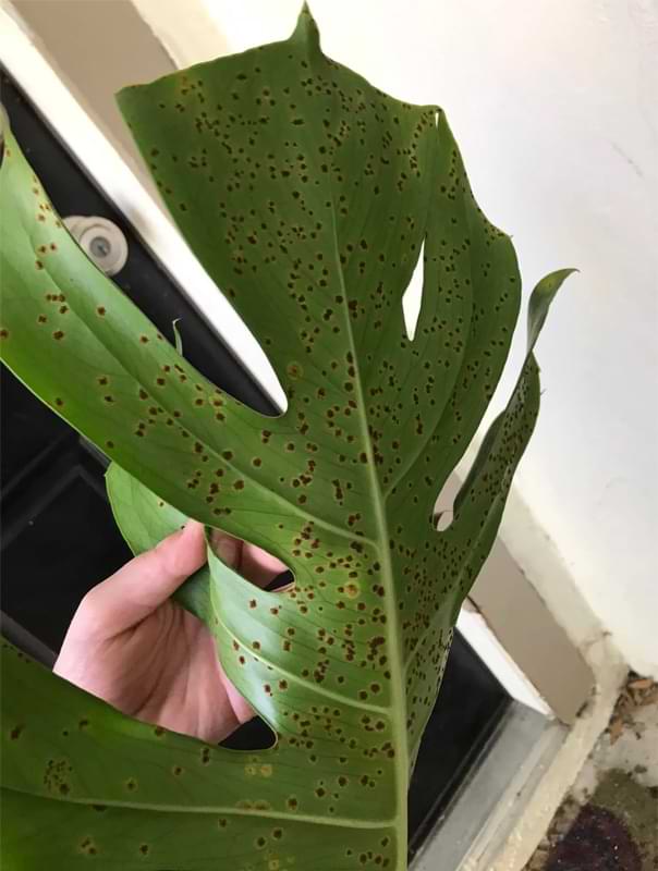 Rust fungus on Monstera plants is a common problem. This fungus can cause discoloration of leaves and halting of growth.