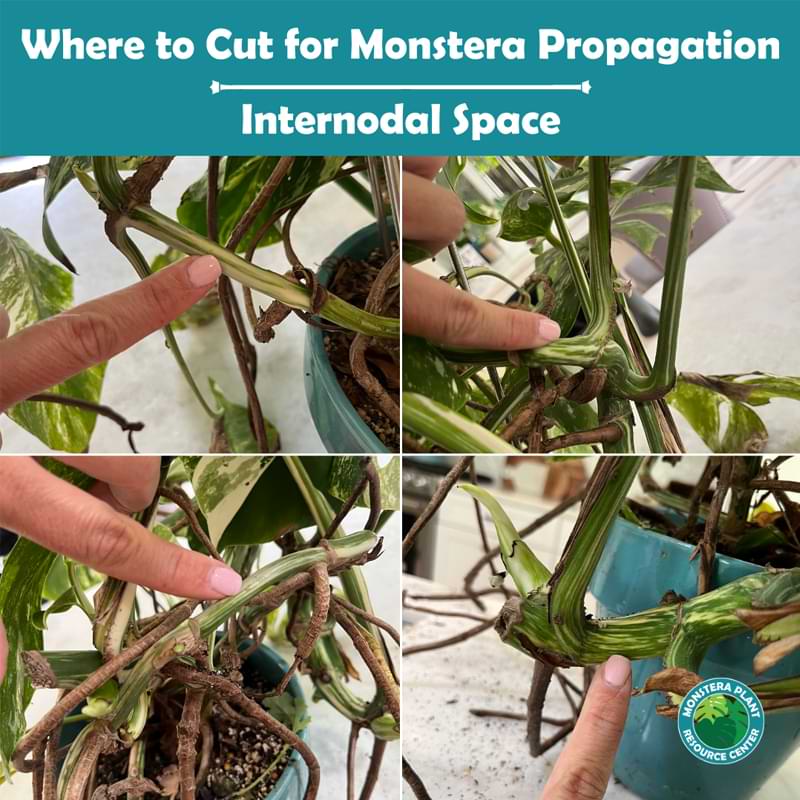 Tired of the guesswork that comes with growing houseplants? Learn the ins and outs of propagating monstera albo in this comprehensive guide.