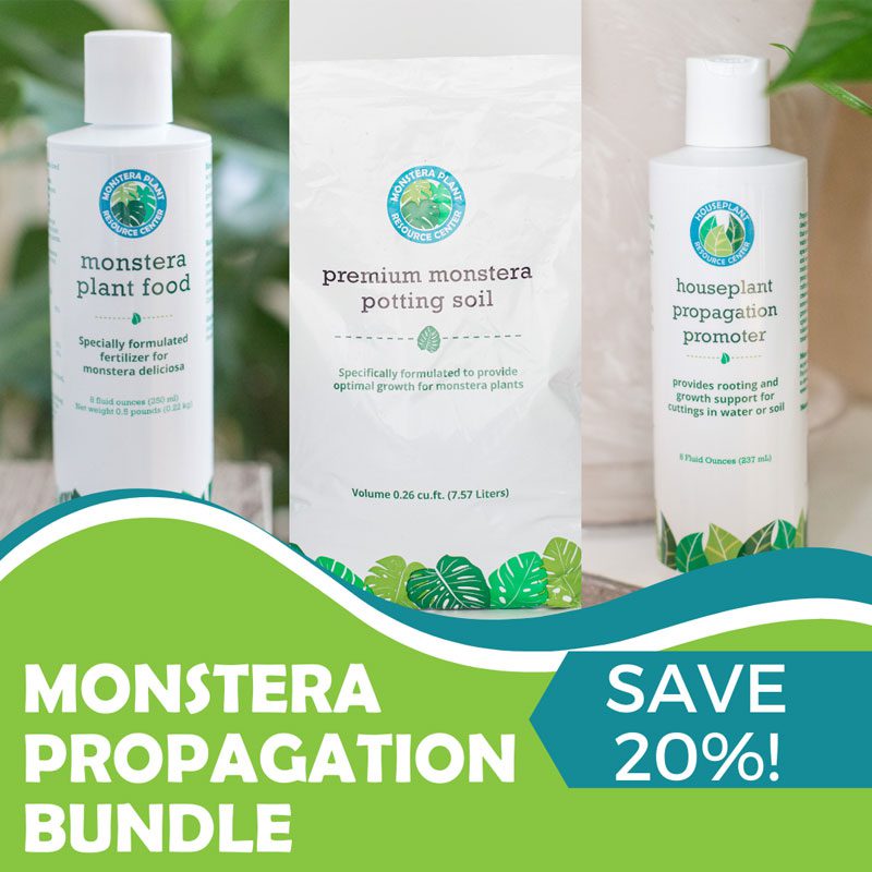 Monstera propagation bundle for Monstera Also Propagation