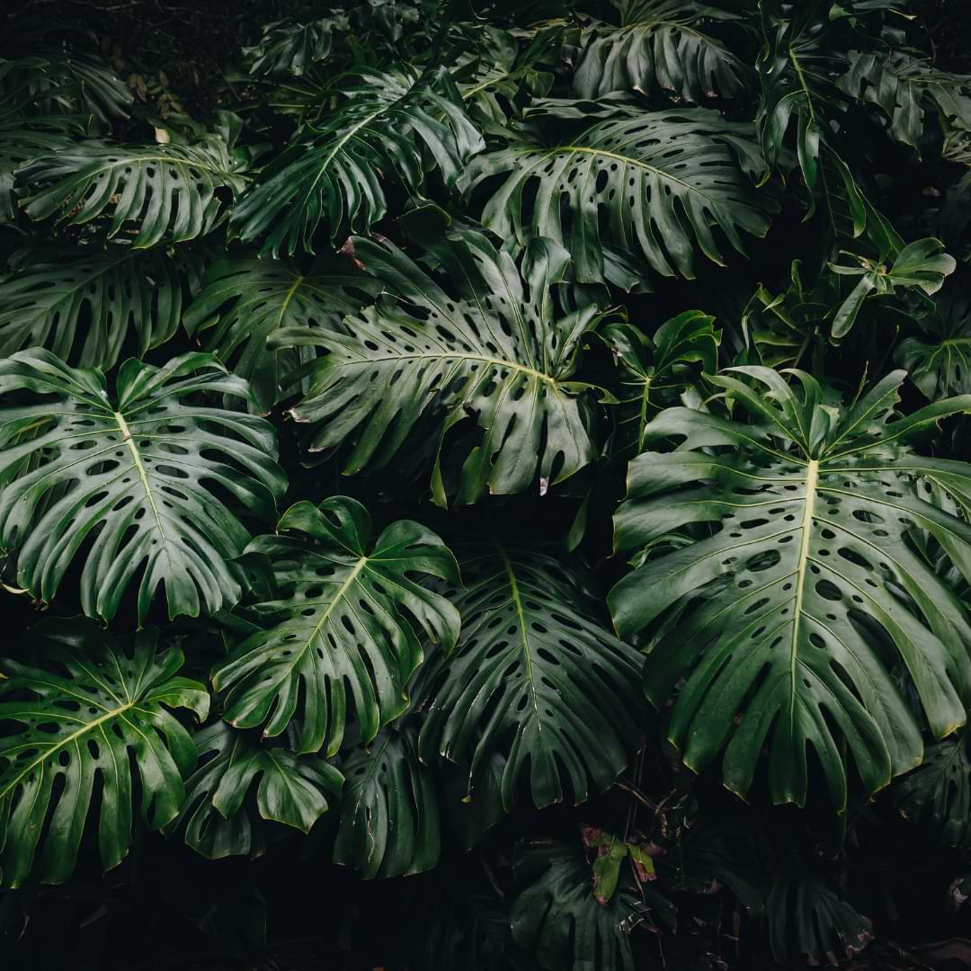How To Care For Monstera Acacoyaguensis