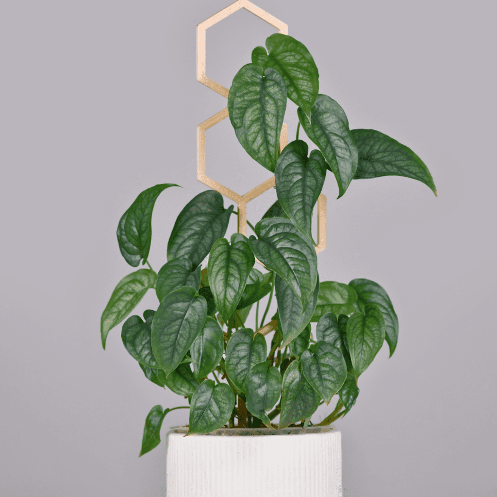 The Monstera Siltepecana is a stunning monstera variety that many people have gravitated towards, and for good reason! 