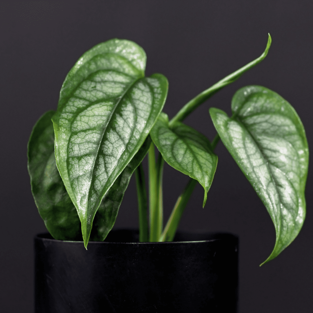 How To Care For Monstera Siltepecana | Silver Monstera