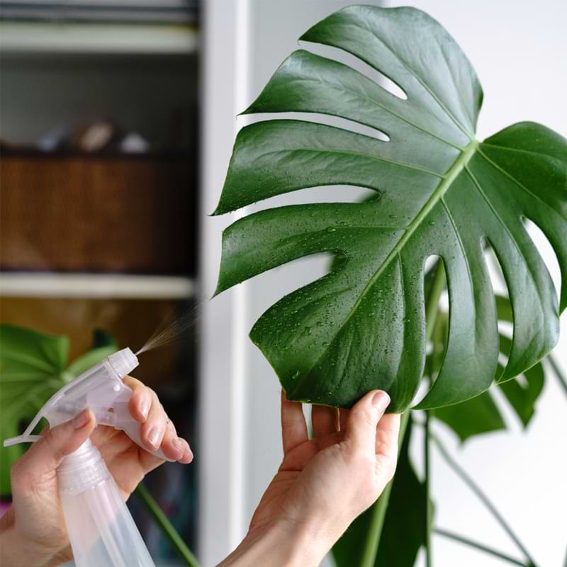 You may have heard about the benefits of misting to improve humidity levels, but should I mist my monstera leafy friend? Read to find out.