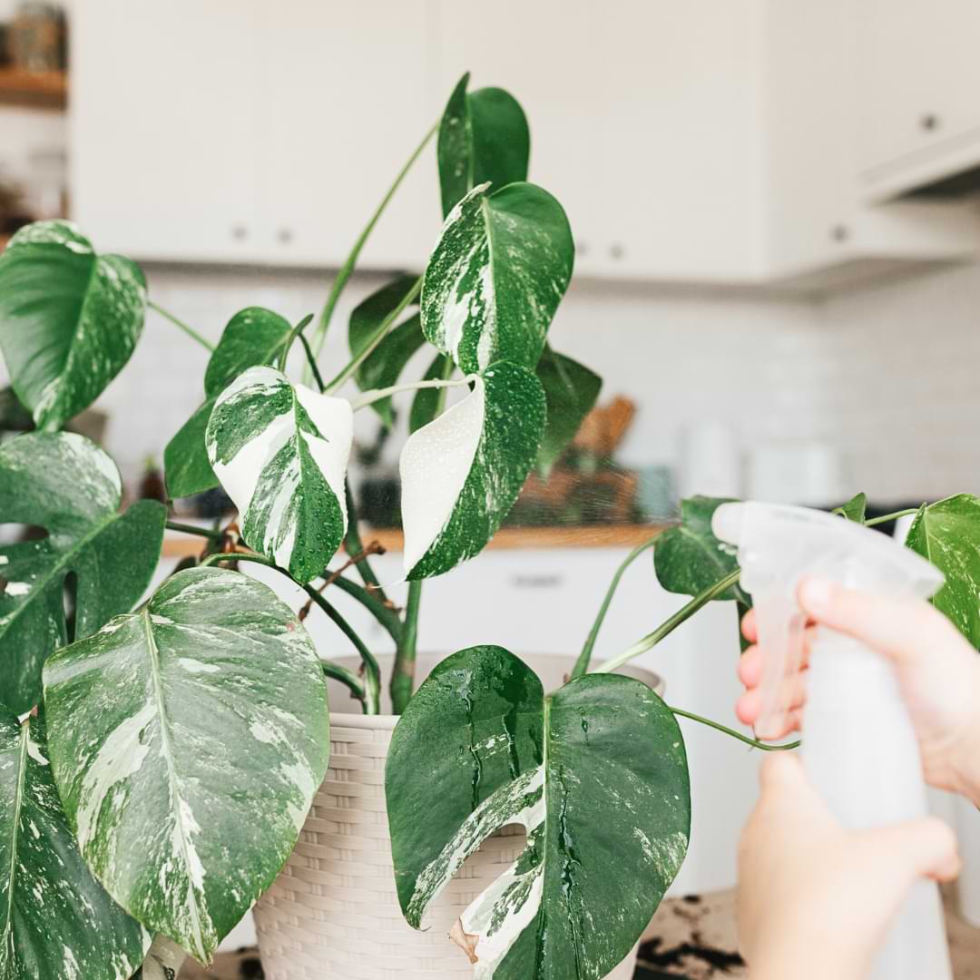 How Often Should You Mist Monstera: Expert Care Tips