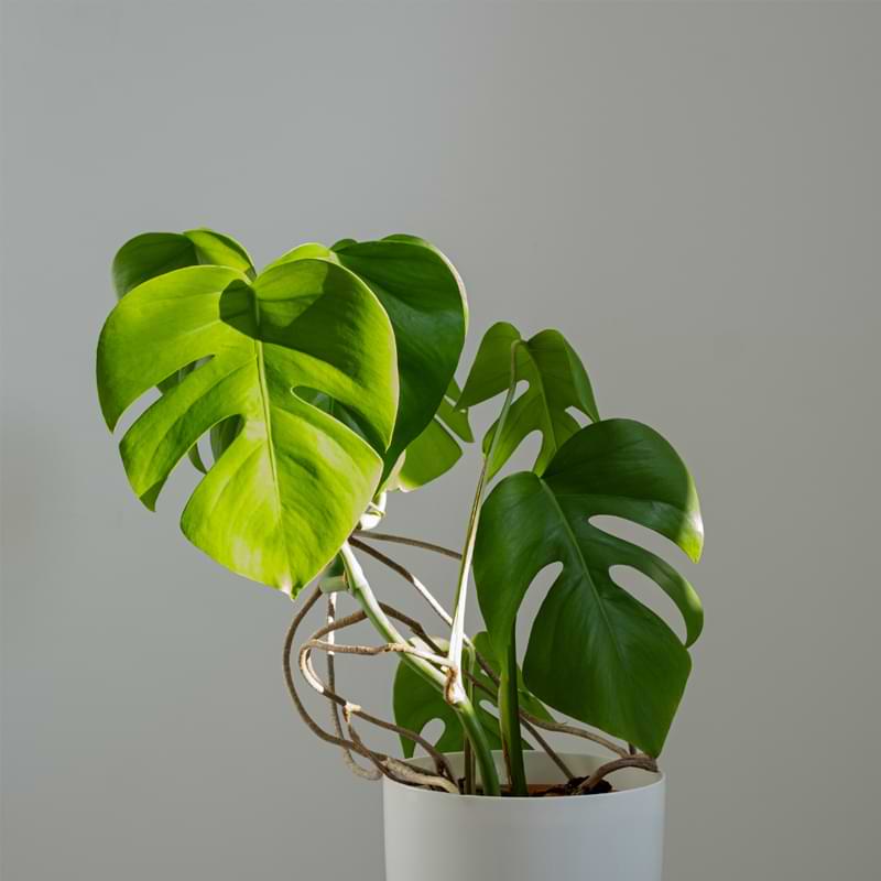 In this article, learn what size and type of pot is best for monstera plants.