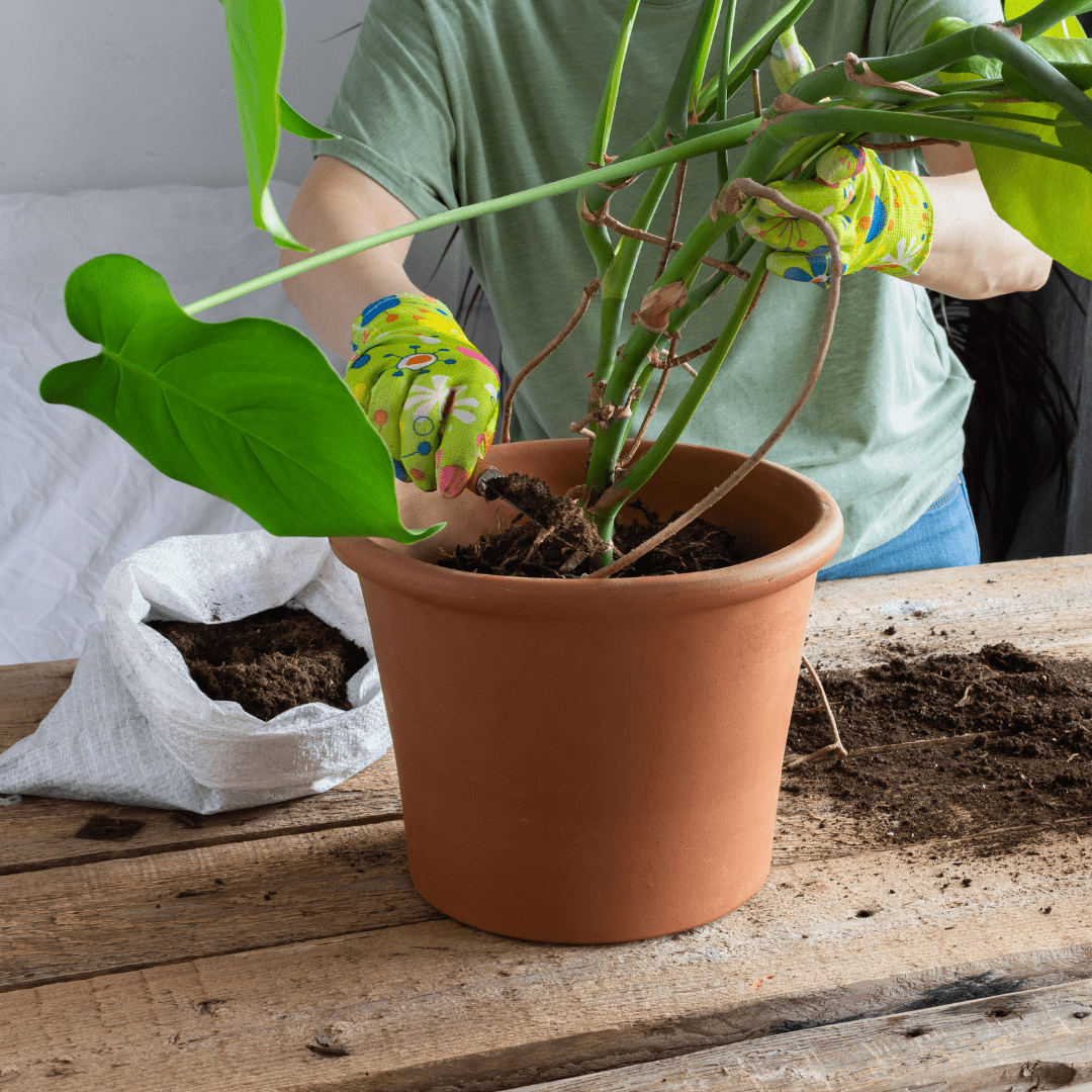 What Size and Type of Pot is Best For Monstera