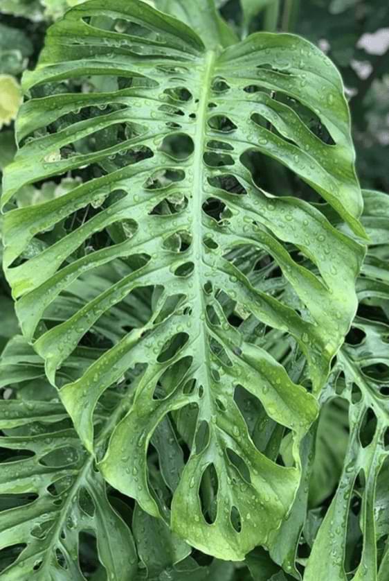 philodendron domesticum variegata Philodendron × domesticum 'Siam Sunrise' – Variegated Hybrid main image 1