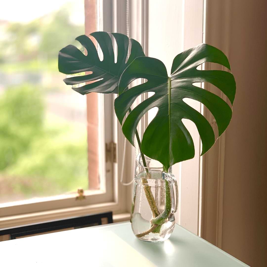 Is Growing Monstera in Water A Good Idea?