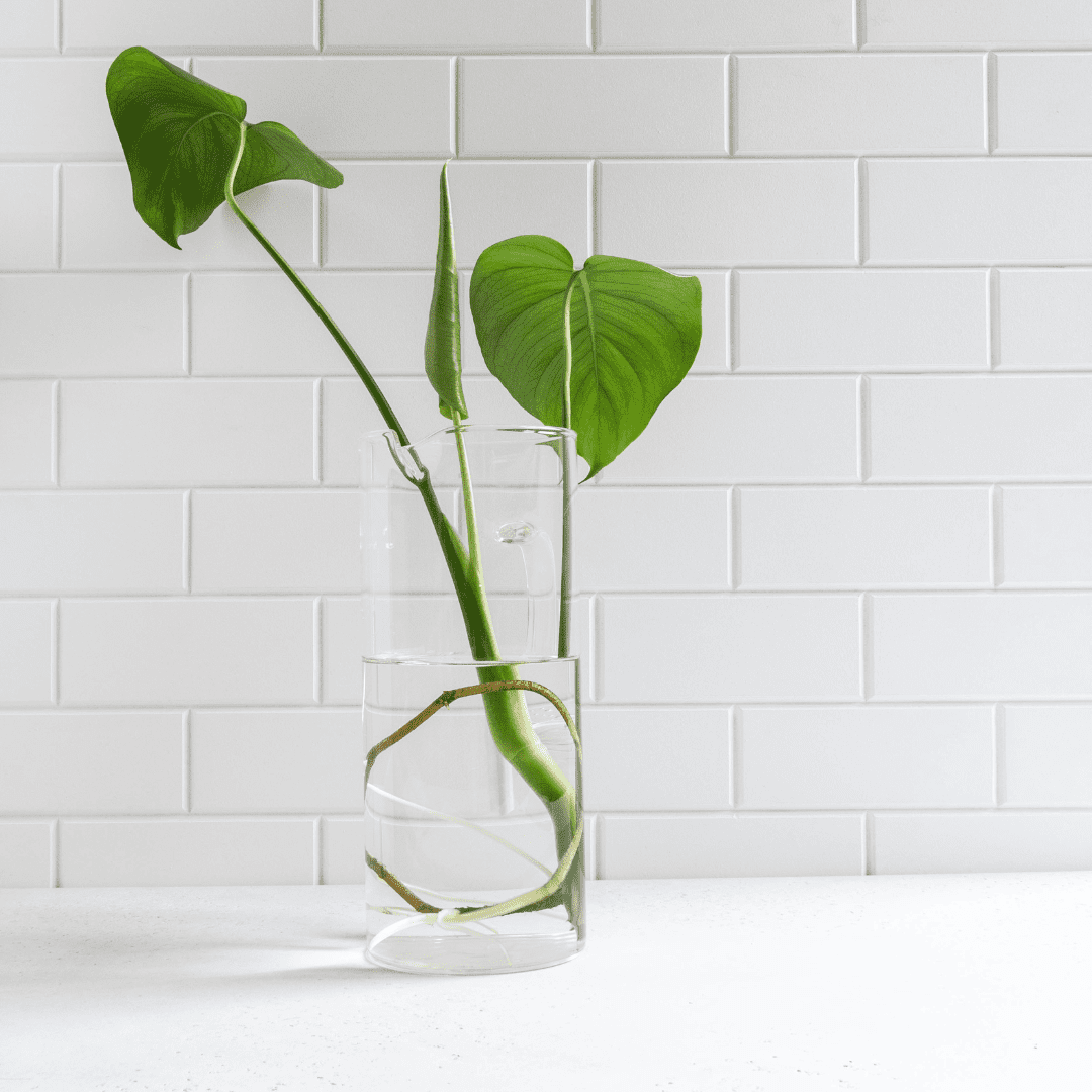 Have you ever wondered about growing Monstera in water, so you can enjoy the look of the roots too? Let's find out if this is successful. 