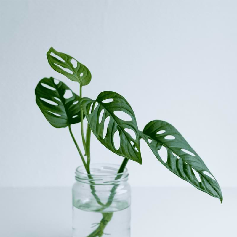 Weather changing? Worried your Monstera may not thrive? Read Monstera cold tolerance for expert tips that will keep it happy, healthy, and warm.